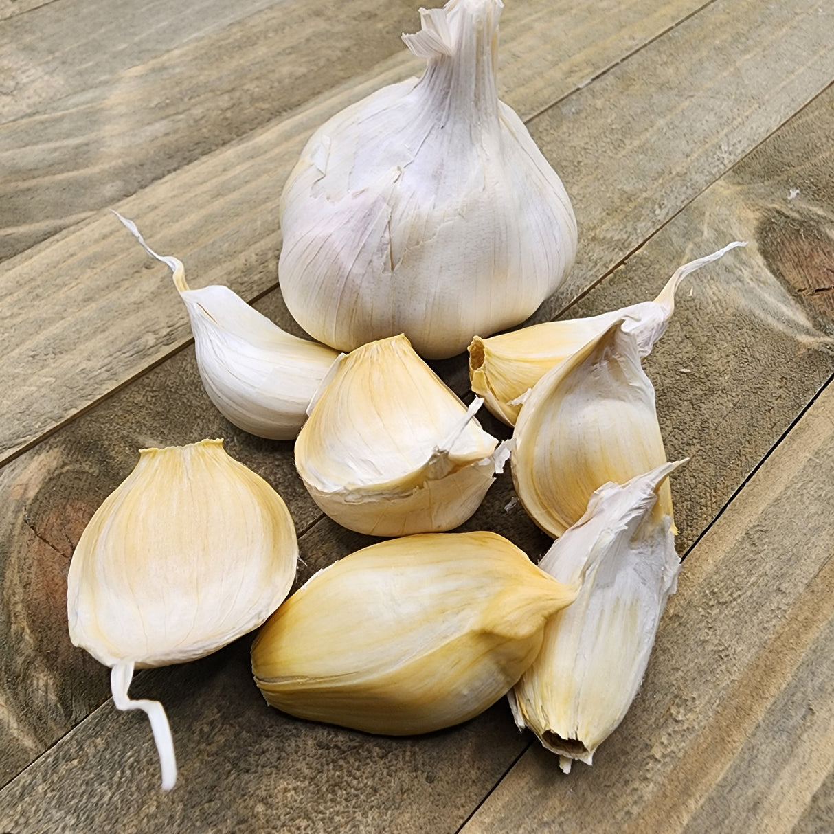 Organic Inchelium Red soft neck garlic bulb from SeedsNow-Garlic, showing its white papery skin and fresh cloves.