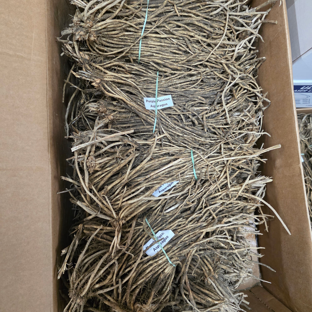 Purple Passion asparagus roots with green crowns, ready for planting, shown in a close-up image of fresh asparagus crowns and roots.
