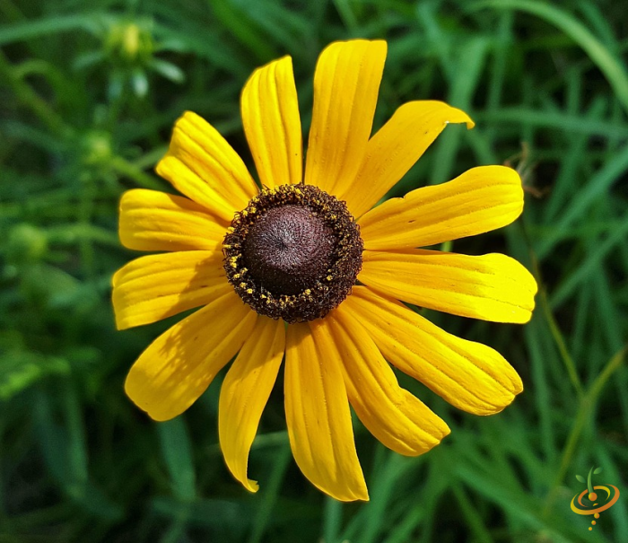 Black-eyed Susan wildflower from SeedsNow's perennial scatter garden seed mix with vibrant yellow petals and dark centers.