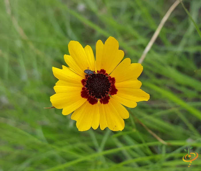 Wildflower mix seed packet featuring Plains Coreopsis, part of SeedsNow Wildflowers - Dryland Scatter Garden Seed Mix.