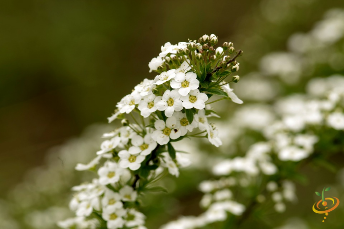Wildflower Mix seed packet featuring sweet alyssum and various colorful garden flowers for planting.