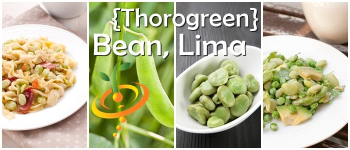 Bean (Lima)- Thorogreen.