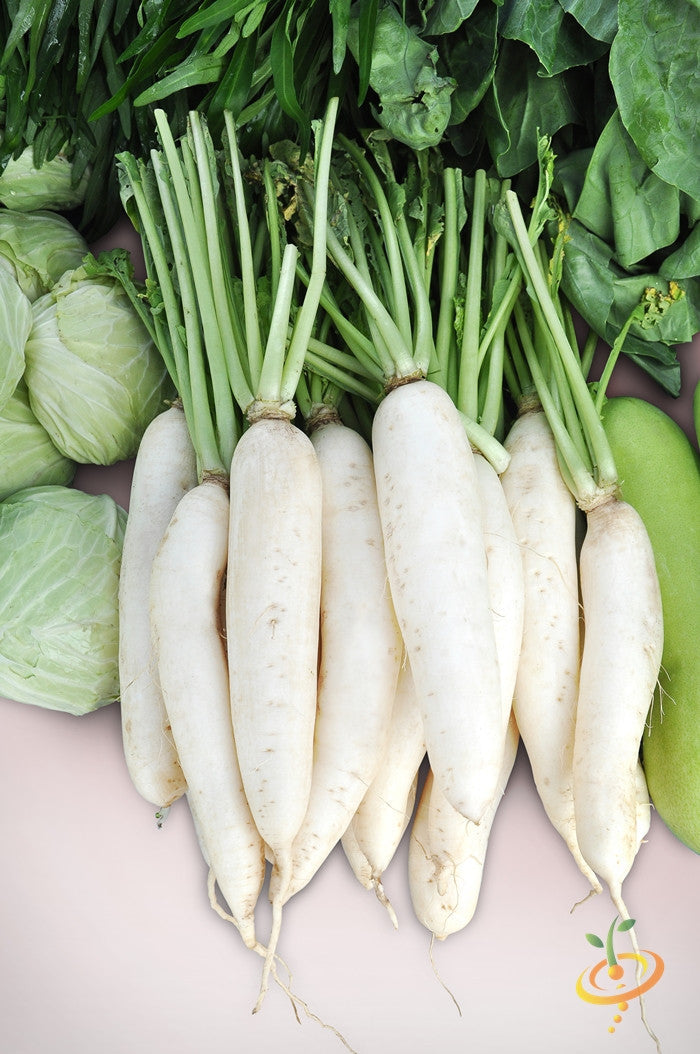 Fresh white icicle radishes with green tops and surrounding leafy vegetables