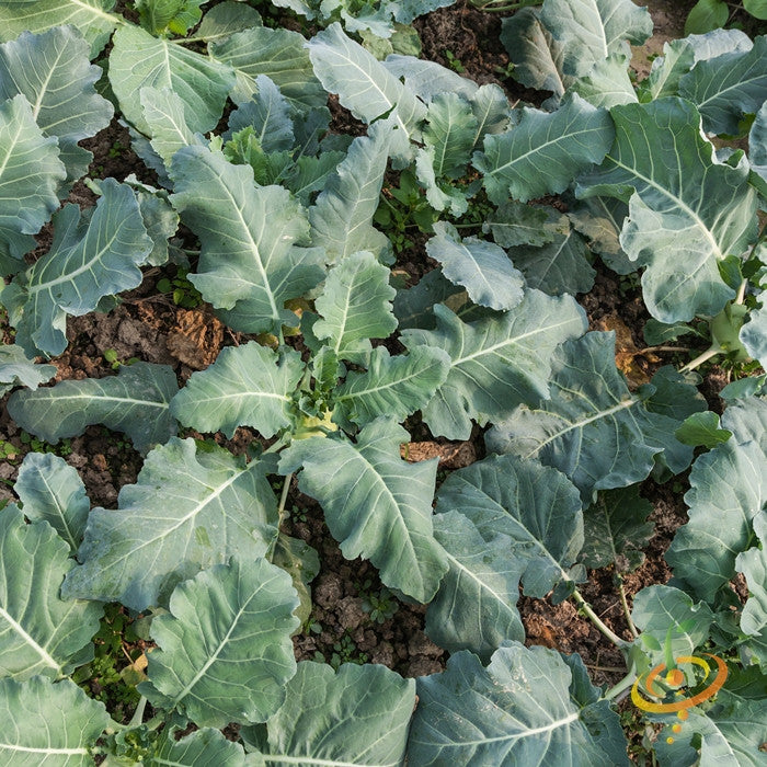 Kohlrabi Delicatesse plants with broad green leaves growing in soil