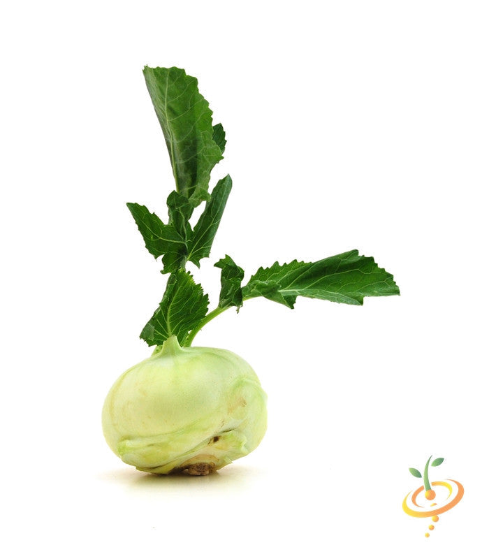 White Vienna Kohlrabi seeds from SeedsNow, small round white vegetable seeds for growing fresh kohlrabi.