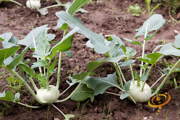 White Vienna Kohlrabi seeds from SeedsNow, showing fresh seed packets with detailed label and seed variety.