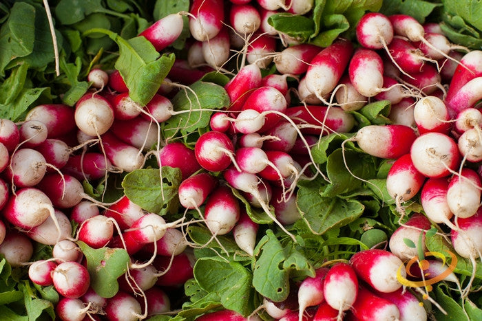 Fresh radish Sparkler seeds from SeedsNow, showcasing vibrant radish seed packets for planting and gardening.