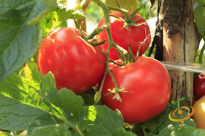 Healthy tomato plant with ripe tomatoes, grown from SeedsNow Floradade determinate tomato seeds in a garden setting.