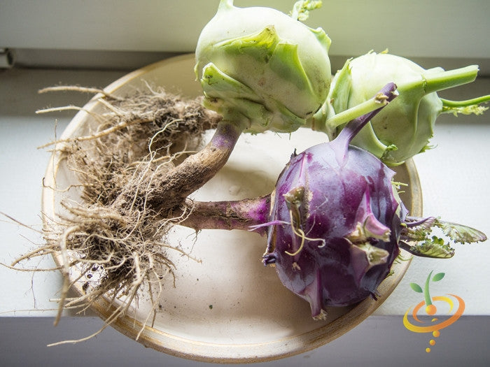 White Kohlrabi seed packets from SeedsNow, showing fresh seeds ready for planting in a natural garden setting.