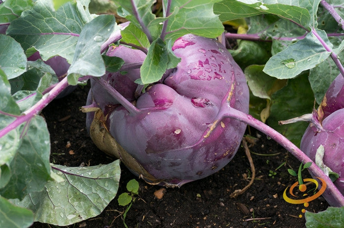 Kohlrabi Vienna purple variety growing in soil with green leaves