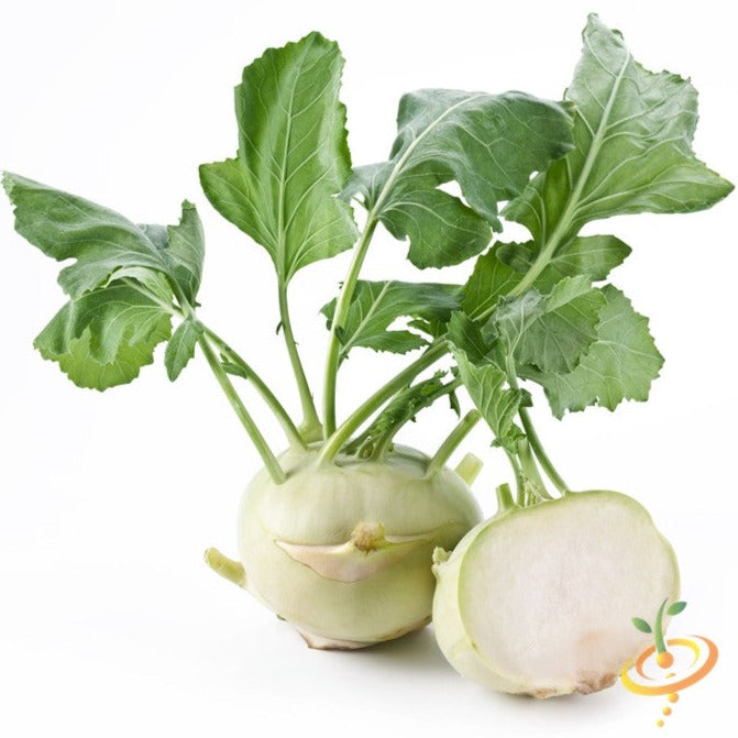 Order fresh White Delicatesse Kohlrabi seeds online in the USA. White skin and white flesh. Open-pollinated OP, USA-quality, Heirloom, NON-GMO organic seeds & more!