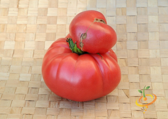 Pink Brandywine indeterminate tomato seeds from SeedsNow, showing lush green seedlings with vibrant pink fruit developing on the vine.