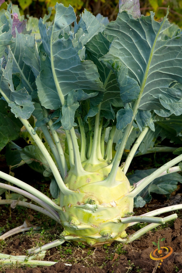 Kohlrabi Delicatesse growing with tender round bulbs and large green leaves in soil