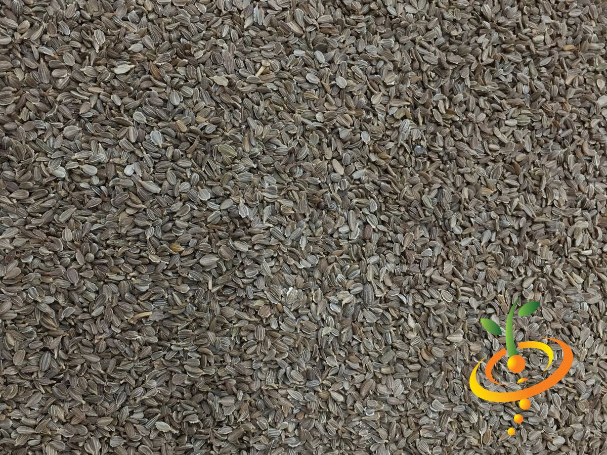 Yellow Amarillo carrot seeds from SeedsNow, 8 inches long, showing vibrant orange-yellow roots and green leafy tops.