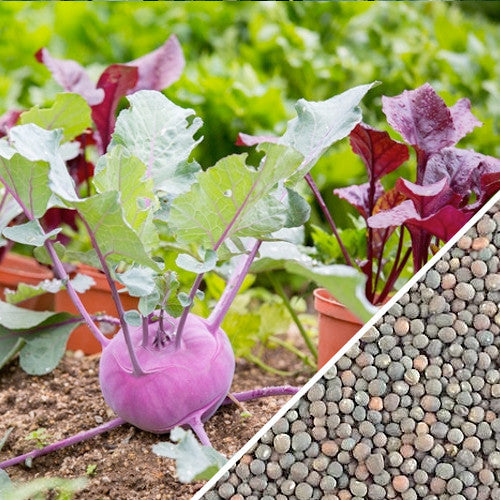 Kohlrabi Vienna purple with green leaves growing in soil with close-up of round seeds
