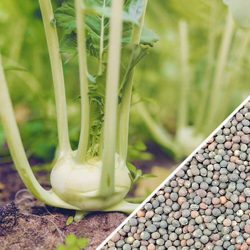 White Vienna Kohlrabi Seeds from SeedsNow, small round white seed packet for growing fresh Kohlrabi vegetables.
