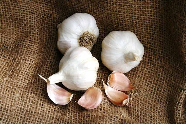 Organic Nootka Rose soft neck garlic bulb from SeedsNow-Garlic, showcasing its large, white cloves and smooth skin.