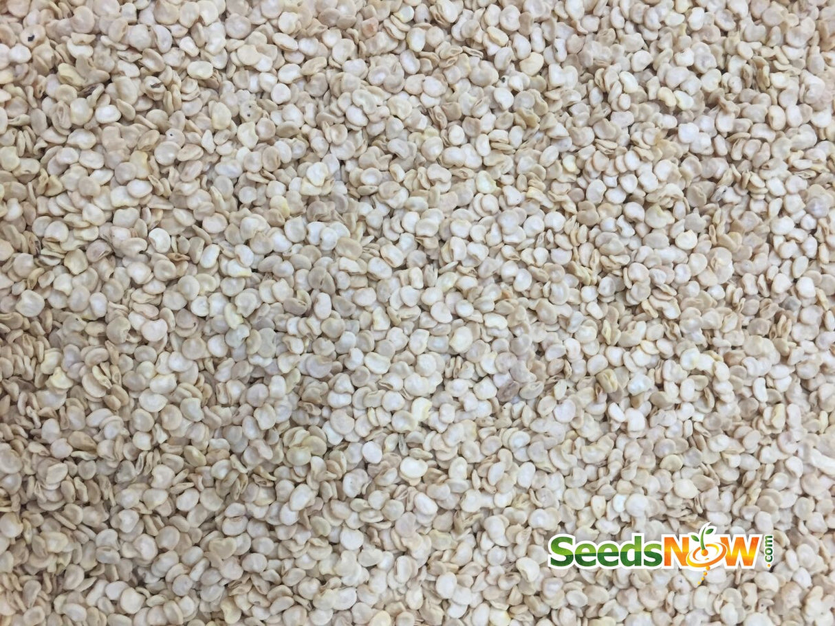 Pepper (Hot) - NuMex, Twilight π₯π₯π₯ (HYBRID) - SeedsNow.com