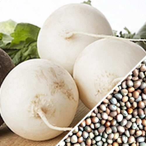 Buy fresh White Beauty Radish seeds online from the USA. White skin, crisp white flesh. Buy Open-pollinated OP, USA-quality, Heirloom, NON-GMO organic seeds & more!
