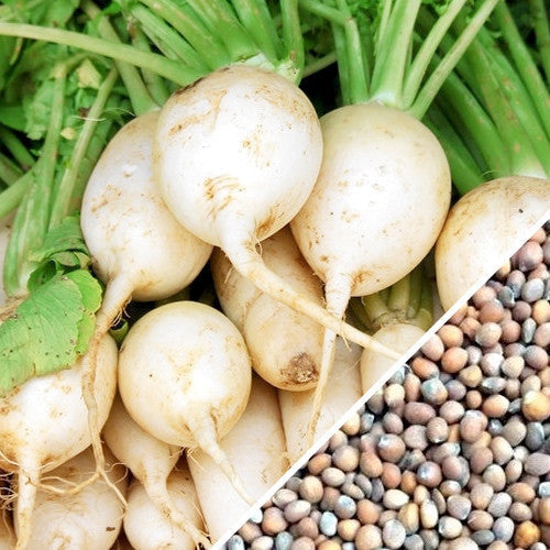 White round Hailstone radishes with green tops and radish seeds close-up
