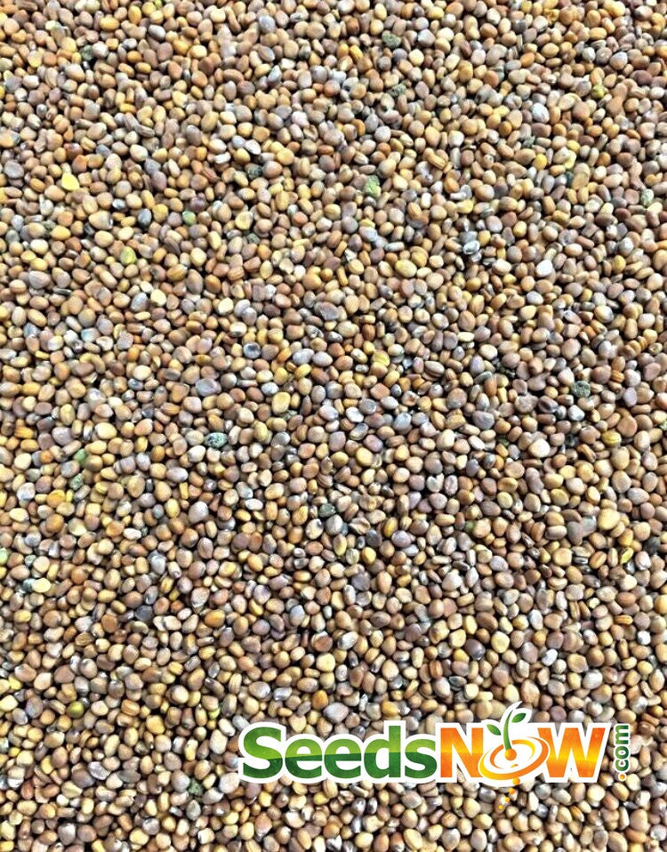 Radish Sparkler seeds from SeedsNow, showing vibrant radish seeds in a clear container.
