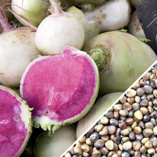 Fresh watermelon radish seeds from SeedsNow, showing vibrant radish seeds ideal for planting or gardening.
