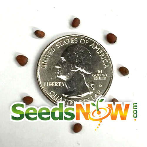 Radish White Icicle seeds next to a US quarter for size comparison from SeedsNow.com