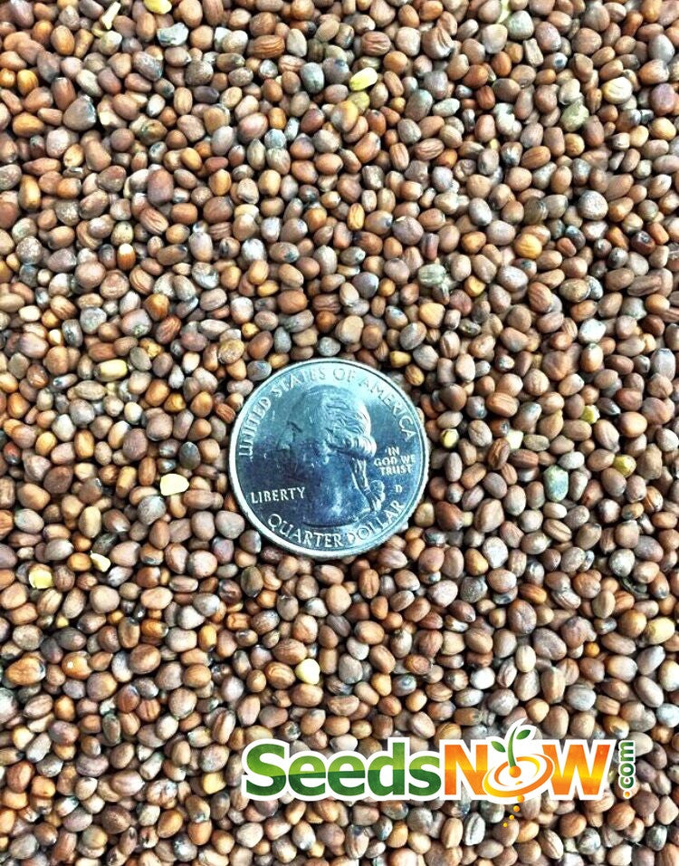 Close-up of Radish White Icicle seeds surrounding a US quarter for size comparison