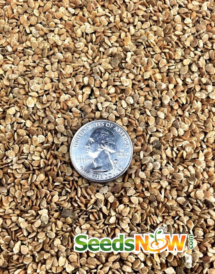 Organic Bonny Best tomato seeds from SeedsNow, indeterminate variety for lush, flavorful tomato plants.