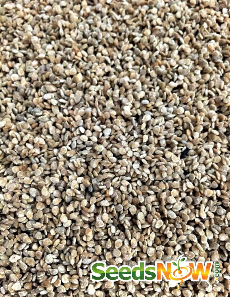 Black cherry indeterminate tomato seeds from SeedsNow, showing small, dark-colored cherry tomato seeds in a close-up image.