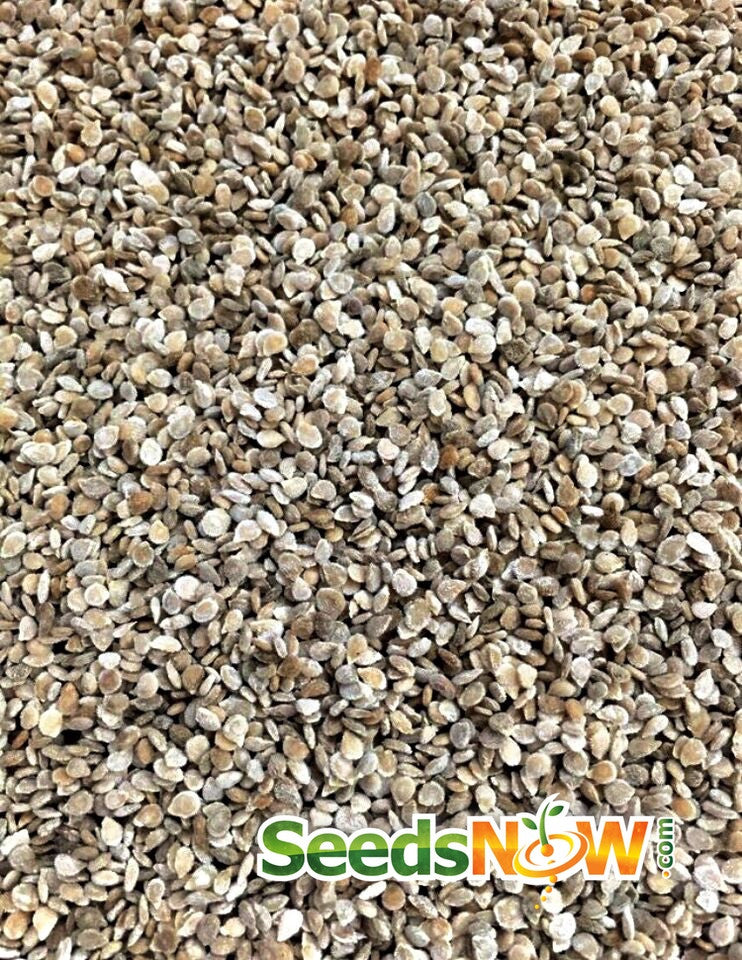 Red cherry tomato seeds, large indeterminate variety from SeedsNow, shown in a close-up image.