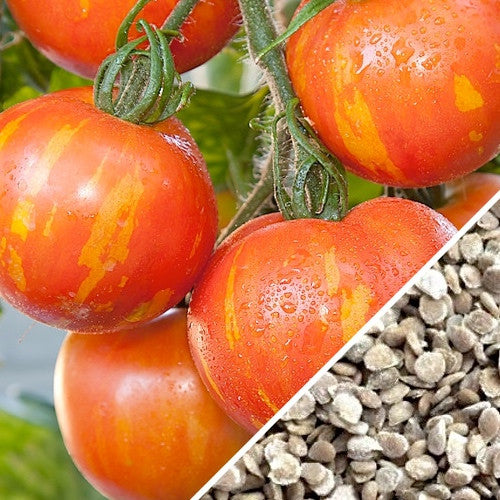 Heirloom Mr. Stripey indeterminate tomato seeds from SeedsNow, featuring vibrant striped heirloom tomato variety.