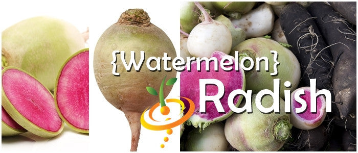 Watermelon radish with vibrant pink and green skin, fresh and crisp, from SeedsNow, showcasing its colorful, sweet-tasting root.