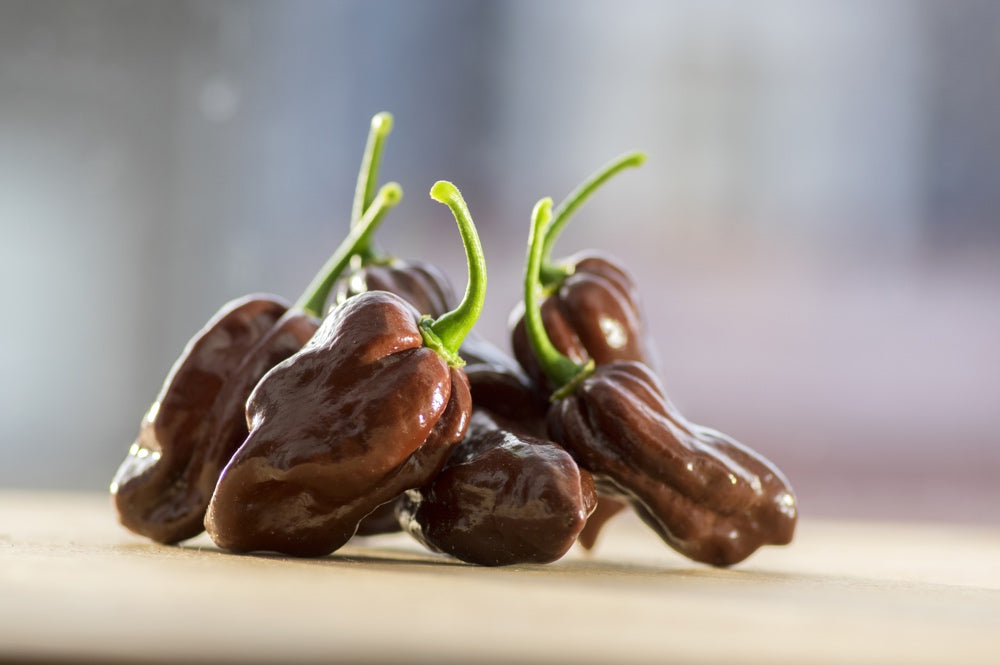 Pepper (Hot) - Habanero, Chocolate  π₯π₯π₯π₯π₯ - SeedsNow.com