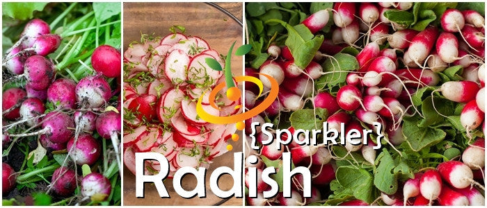 Radish Sparkler seeds from SeedsNow, small radish seed packet with colorful illustration, ideal for home gardening.