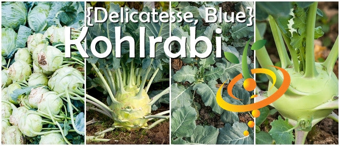 Kohlrabi Delicatesse Blue variety showing tender round bulbs and leafy green stems in garden soil
