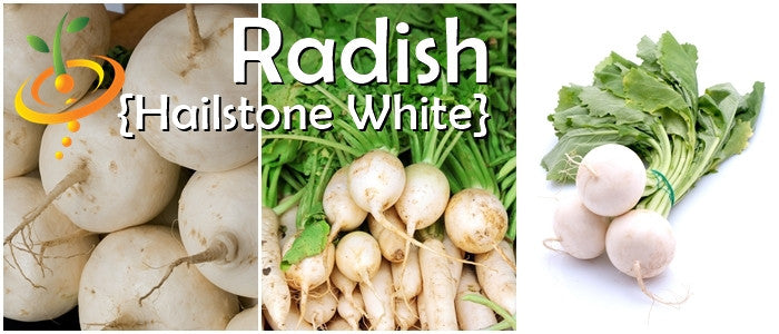 White Hailstone radish variety with fresh roots and green leaves