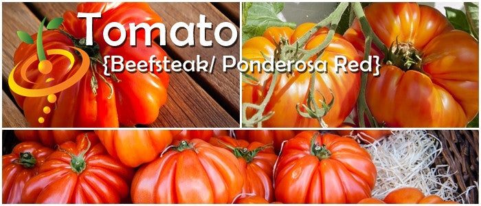 Beefsteak Ponderosa Red indeterminate tomato seeds from SeedsNow, showing vibrant red tomatoes and healthy green foliage.