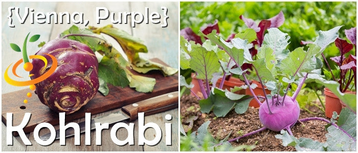 Purple Kohlrabi - Vienna growing in garden with vibrant green leaves and purple bulb