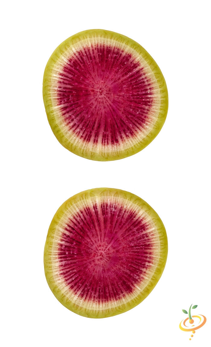 Watermelon radish seeds from SeedsNow, showing vibrant pink and green radish seeds on a white background.
