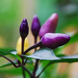 Pepper (Hot) - Purple Tiger ๐ฅ๐ฅ - SeedsNow.com