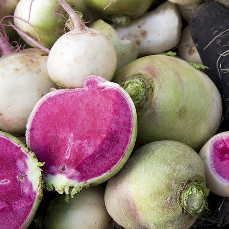 Buy fresh Watermelon Radish seeds online in the USA. Unique rare heirloom variety. Shop Open-pollinated OP, USA-quality, Heirloom, NON-GMO organic seeds & more!