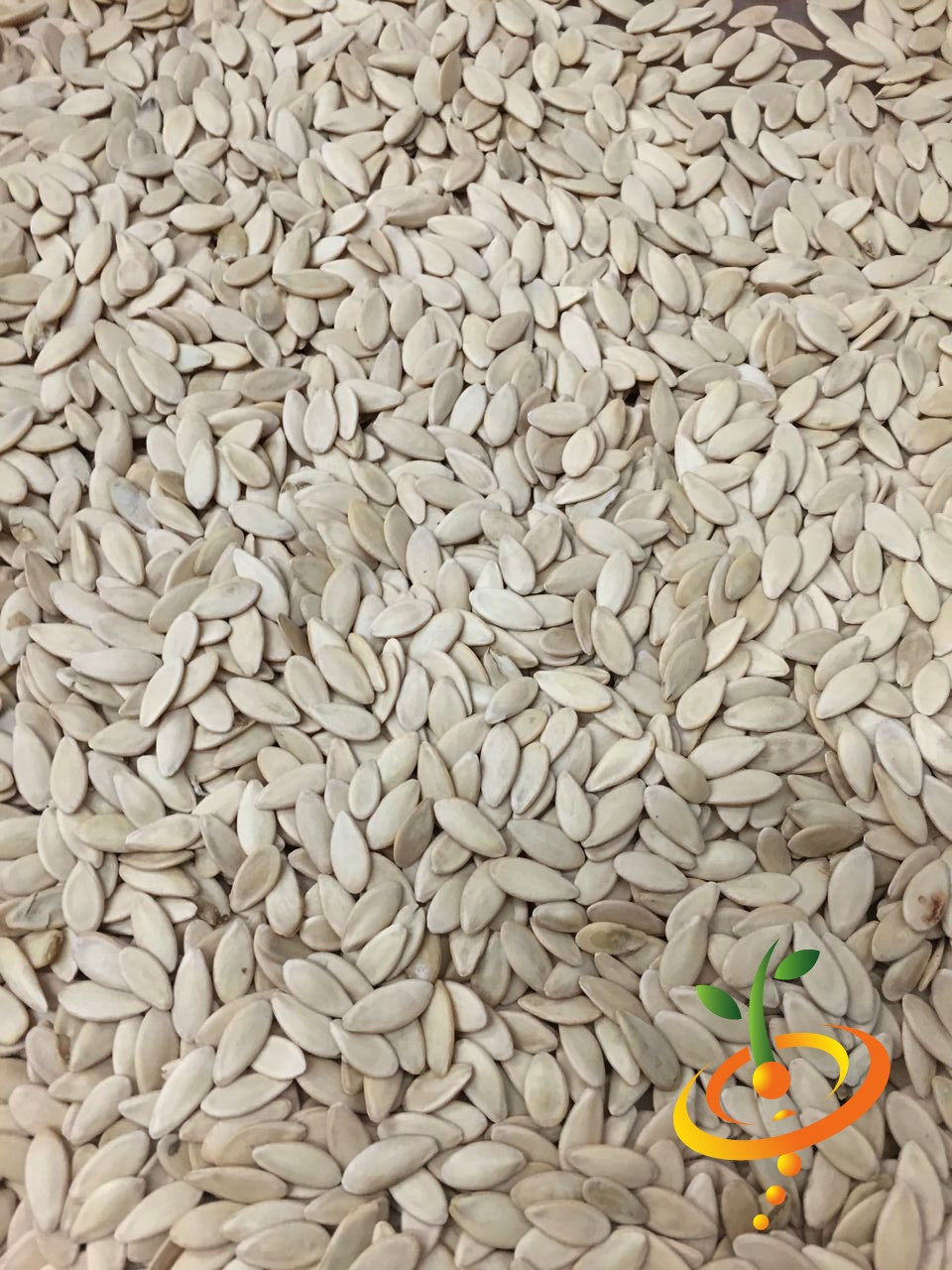 Cucumber - White Wonder.