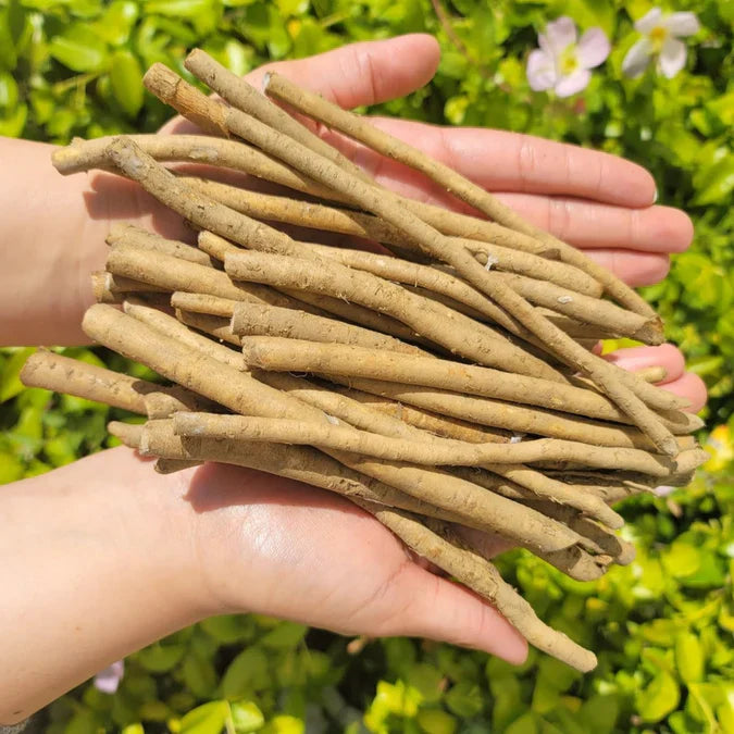 Horseradish Roots