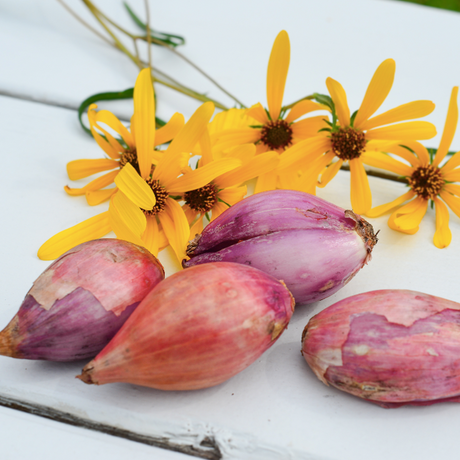 Shallot (sets) - French, Red (Organic) - SeedsNow.com