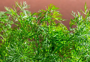*New!* 50-in-One Complete Garden Abundance Seed Bank w/Seed Storage Vault