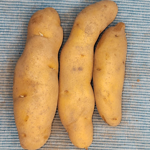 Potato, Fingerling (Late-Season) - Russian Banana (Organic) - SeedsNow.com - Potato Seed