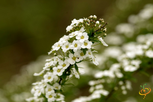 Wildflowers - Low Grow Scatter Garden Seed Mix - SeedsNow.com