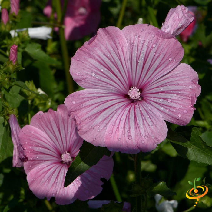 Wildflowers - Hummingbird & Butterfly Scatter Garden Seed Mix - SeedsNow.com