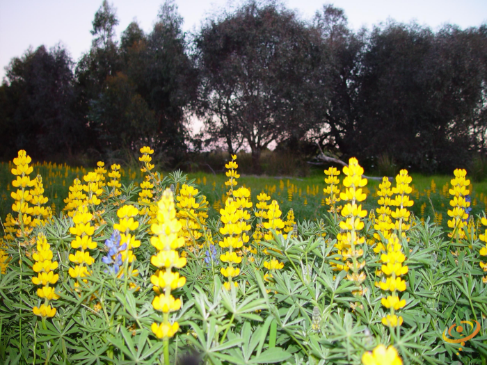 Wildflowers - Lupine Scatter Garden Seed Mix - SeedsNow.com